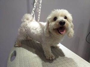 Matériel pour toilettage chien - Eure